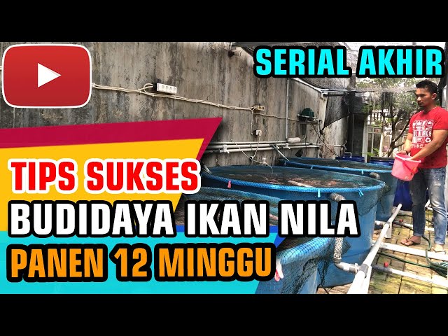 Tips sukses budidaya ikan Nila - 12 minggu panen ikan nila sistem RAS