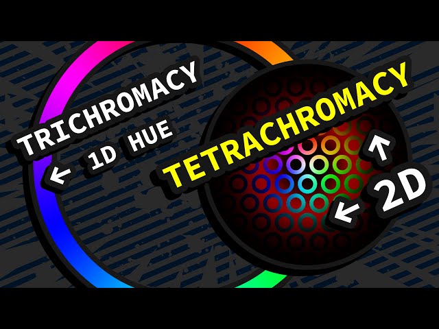 You’re Probably Wrong About Tetrachromatic Rainbows (VR)