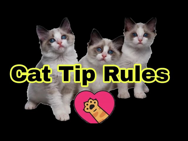 Cat Tip Rules for a Healthy & Happy #cat #catlovers #catcommunity