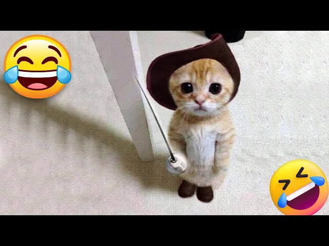 Funny Animal Videos 2023 😇 - Funniest Dogs and Cats Videos | Funny Cat Videos 😁 Part -43