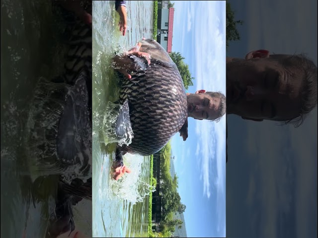 Giant Carp Jump 😮