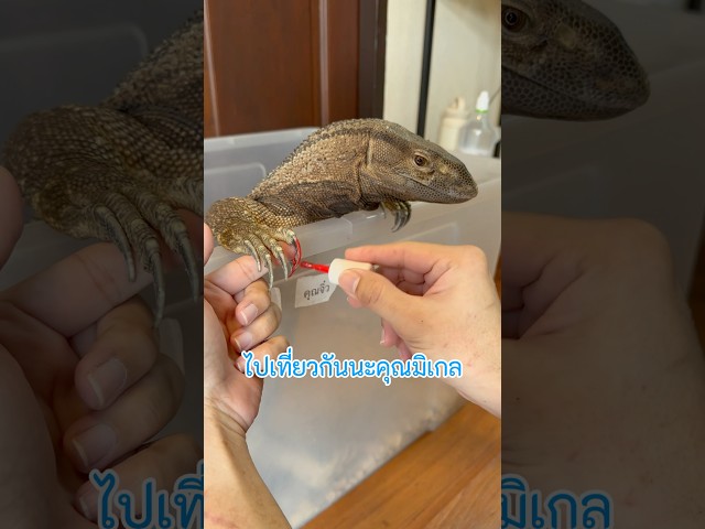 หลอกไปเที่ยว | #ตะกวด #exoticpet #โรงพยาบาลสัตว์ยูเว็ท #BalconZoo #UVET #reptile #สัตว์เลี้ยง