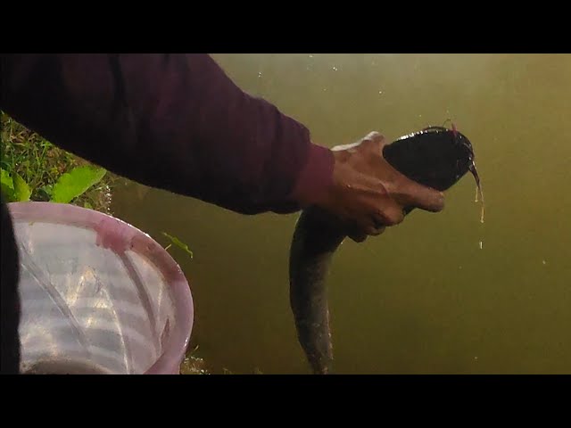 Giant Catfish Released Into Our Pond!