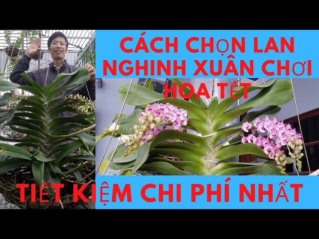 Cách chọn hoa lan nghinh xuân đai châu chơi tết