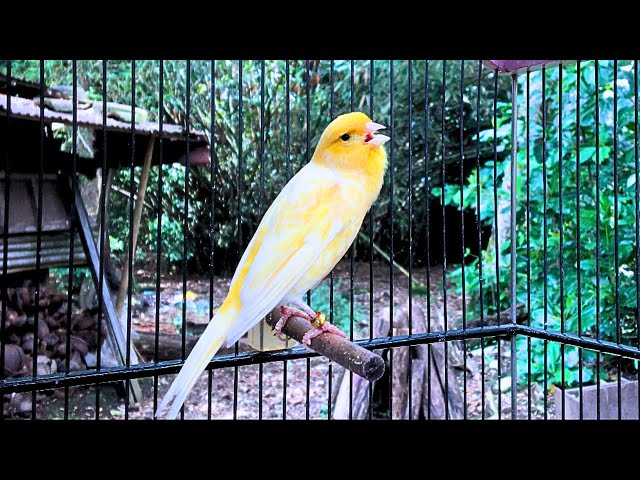 Your Canary Will Sing a Lot After Hearing This - Canary Training