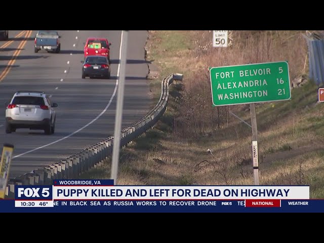 Puppy killed and left for dead on Richmond Highway | FOX 5 DC