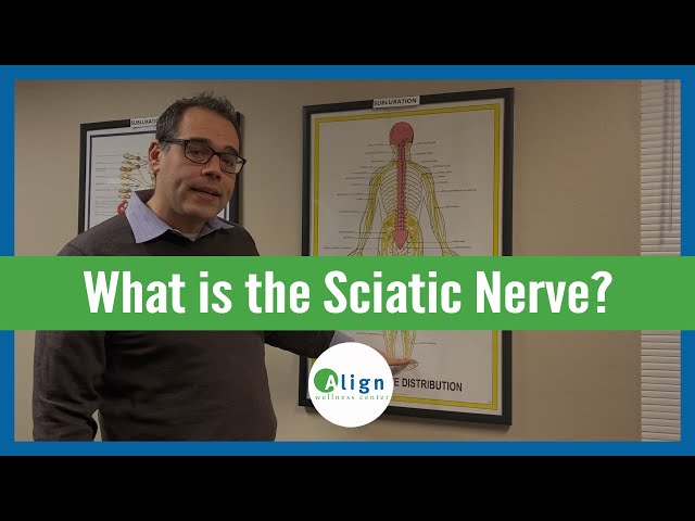 What is the Sciatic Nerve & How Does Sciatica Form?