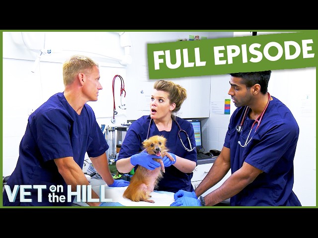 Abused Pomeranian Extreme Makeover 😯 | Vet On The Hill Extended