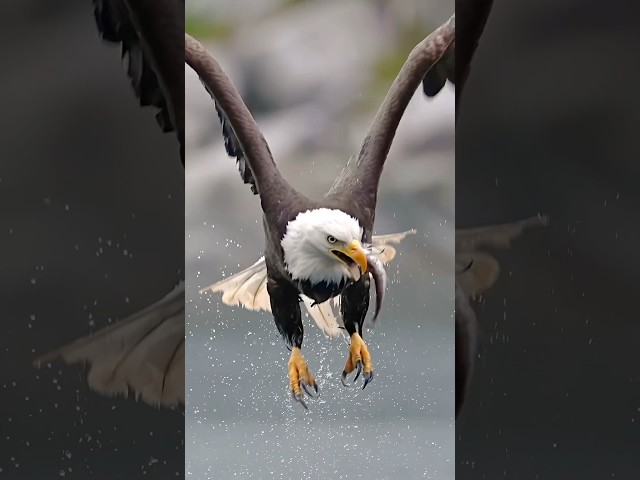 MUST SEE! Insane eagle devours fish whole while flying. #wildlife #birds #eagles