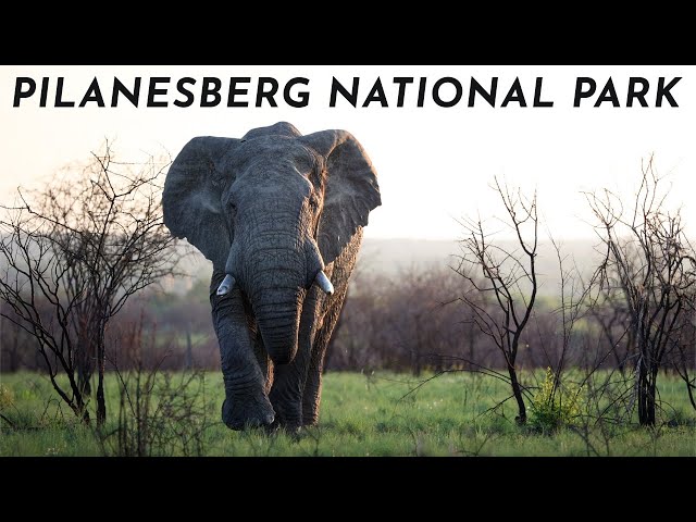 A Spontaneous Safari | Pilanesberg National Park