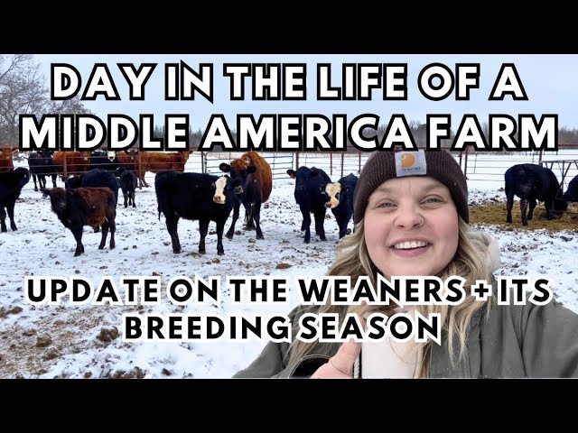 weaning calves update + goat breeding season | we shake a lot of buckets here