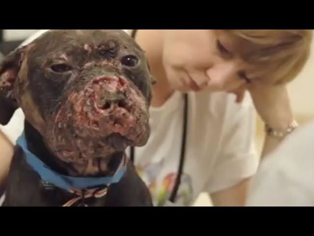 The Face of Dogfighting: One Dog's Incredible Journey