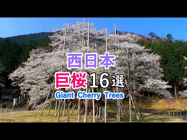 Top 16 Giant Cherry Trees in Western Japan / Beautiful Scenery of Japan [ 4K ]