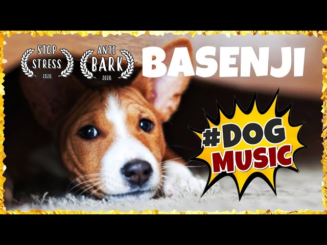 Amazing Relaxing Music for Basenji  ~ Soothing Music for Dogs [WELL TESTED]