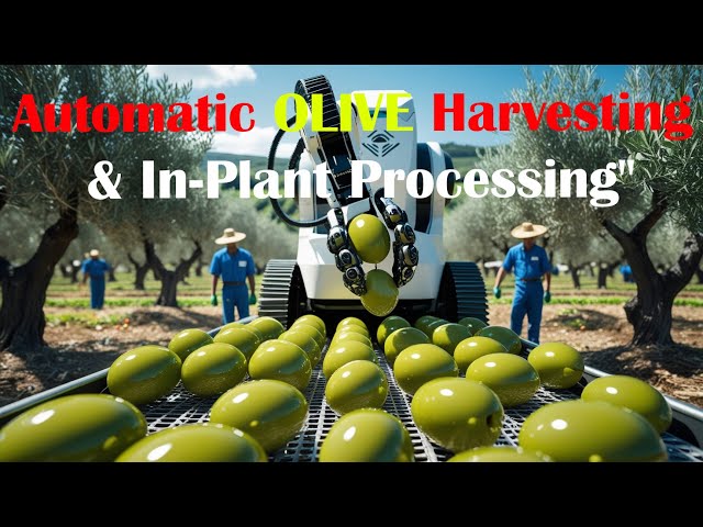 How Farmers Harvest Olives by Machine: Millions of Olive Soap Bars Produced | Farming Documentary