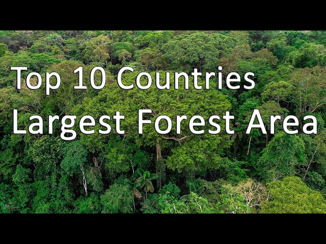 Top 10 Countries with the Largest Forest Area