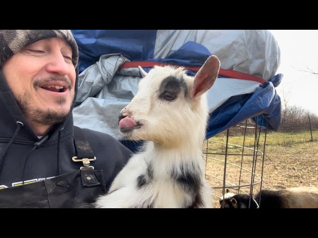 Saying goodbye to another Baby Goat | Buck Adventures & Finishing Freezer electric setup!