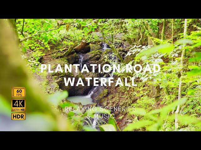 Immerse Yourself in Nature: Captivating Plantation Road Waterfall