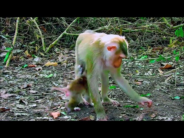 monkey funny video, bibi is very hospitable, cute baby monkey, monkey funny video