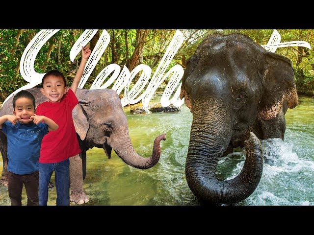 Bathing with Elephants!! Elephant Jungle Sanctuary Phuket Thailand: Travel with Kids