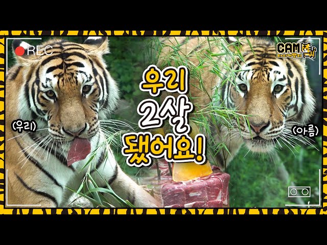 (SUB) The 2nd Birthday Of Korean Tiger Sisters And Brothers🎂│Everland Tiger Valley🐯