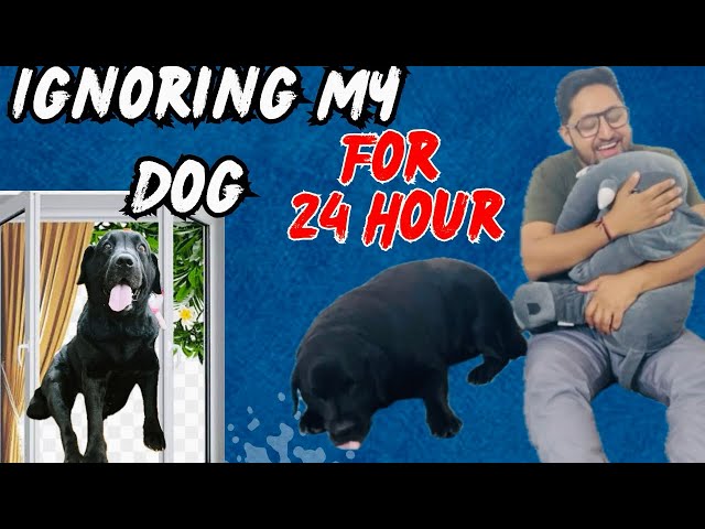 Ignoring My Dog For 24 Hours Challenge #doglover