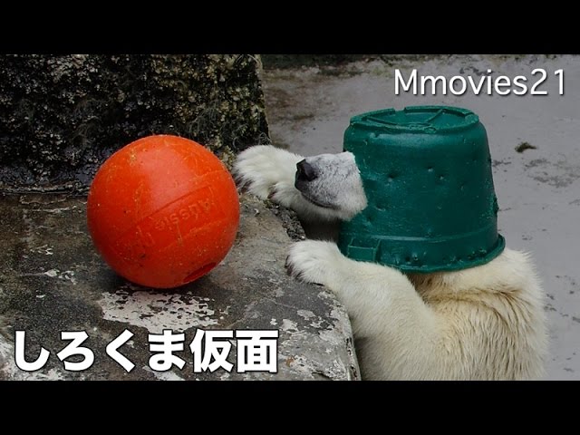 Polar Bear became HERO ranger! しろくま仮面になる！バケツを被るリラ