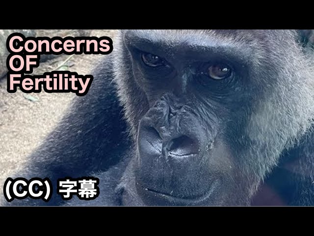 Concerns when a hypothetical Genki becomes pregnant and gives birth.｜Momotaro family , Gorilla