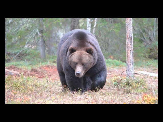 A big and healthy bear wanders in the woods. Iso Karhu. 4K HDR