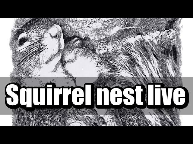 SqNest.Live-4of6: squirrel nursery nests 3 and 4 - waiting for babies in February/March 🇺🇸🎗🇺🇦