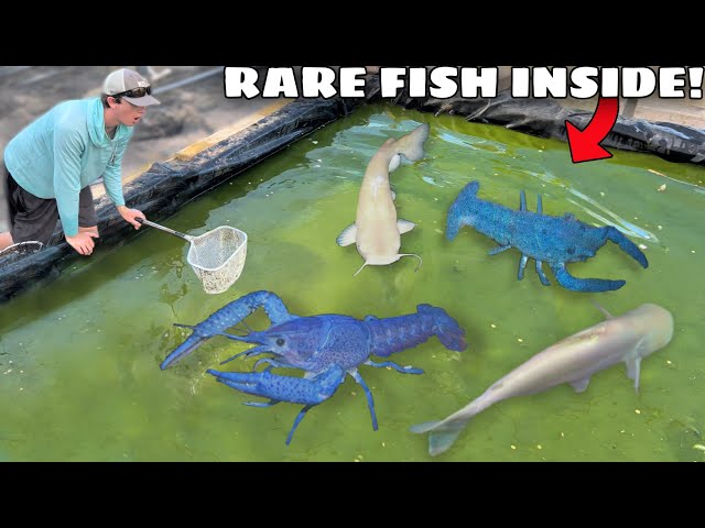 Abandoned Fish Found LIVING in GREEN SLIME POND!