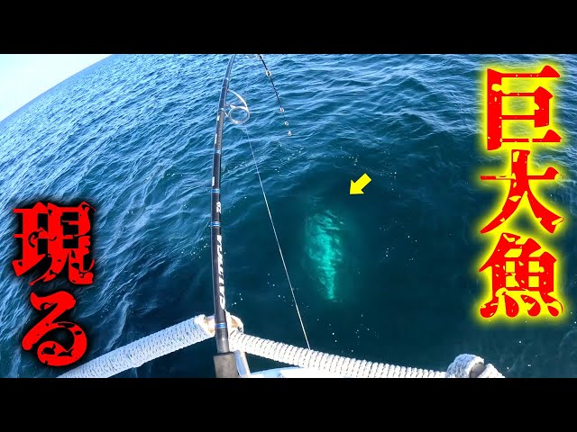 60cmの魚を食う巨大魚が釣れてパニックに…