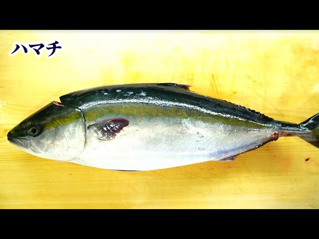 【徹底解説】初心者でもできるハマチの捌き方【刺身の切り方】