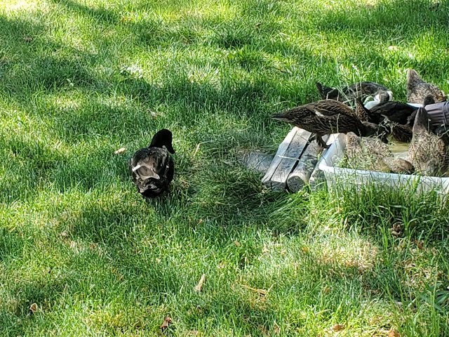 Baby Duck Update: They're All Grown up!