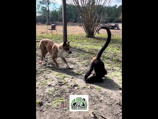 New Fight moves! #monkeyplaying #primaterescue #monkeyvideos #primatesanctuary #animals #rescuedogs