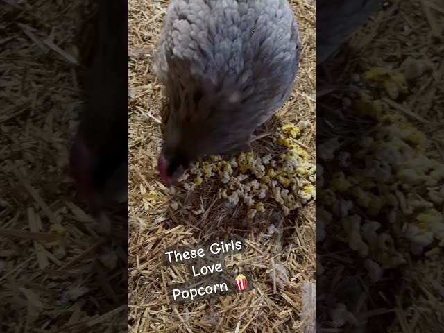 😳🐓🍿 Pet #Chickens Devour #Popcorn ! 🥰😳🥹 #orpington #polishchicken #farmlife #backyardchickens