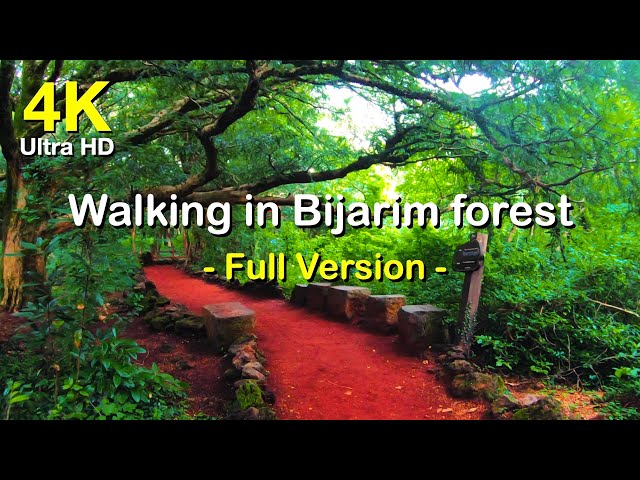 4K Jeju Island Millennium Forest Bijarim Walking (Full Version) | Jeju Island Healing Trip