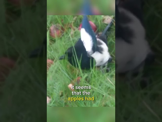 Magpie Gets Drunk After Eating Fermented Apples 🐦‍⬛😂 #animals #nature #funnyanimals