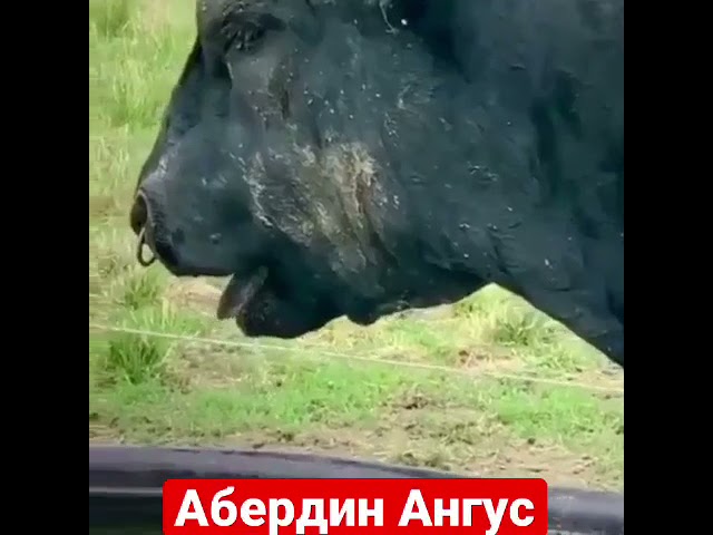 Бык 1100 кг. Порода Абердин Ангус🔥🔥🔥💪💪💪