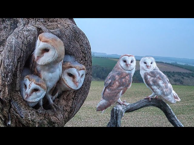 Barn Owls Willow & Ghost  | Amazing Owl Parents | Full Story | Willow & Ghost | Robert E Fuller