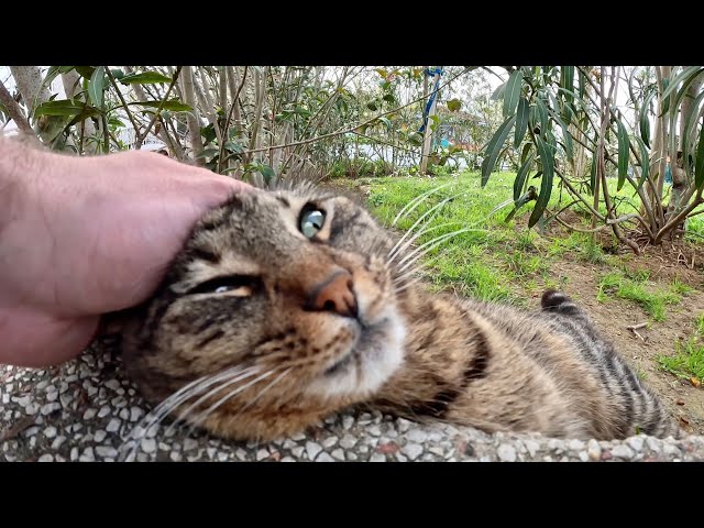 Tabby Cat Discovers the Coziest Position for Petting