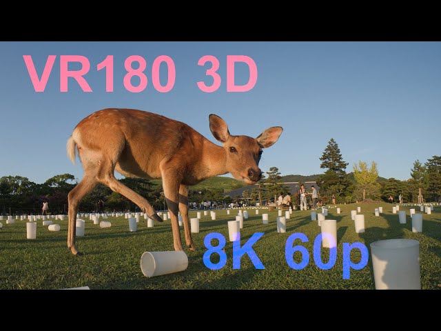 VR180 3D 奈良公園の鹿 Sika Deer in Nara Park Japan / EOS R5C w CANON RF 5.2mm F2.8 L DUAL FISHEYE