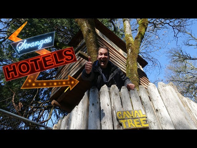 TREE HOUSE! Strangest Hotels #3 VR180 3D Experience