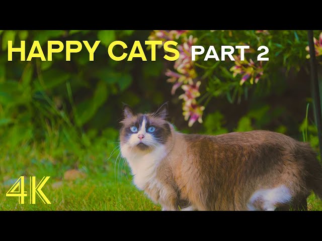 Cutest Pets in the World - Happy Cats Playing in Nature - Part 2