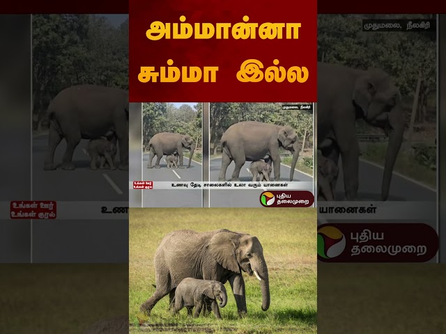 அம்மான்னா சும்மா இல்ல | #elephant | #calf | #shorts