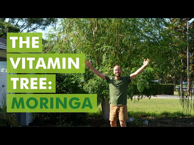 My Top Tree to Plant in Every Yard in Florida: Moringa, The Vitamin Tree