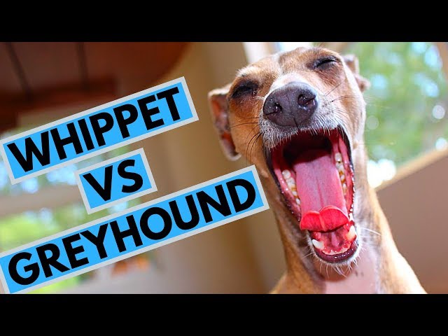 Whippet vs Greyhound - Choosing a Puppy