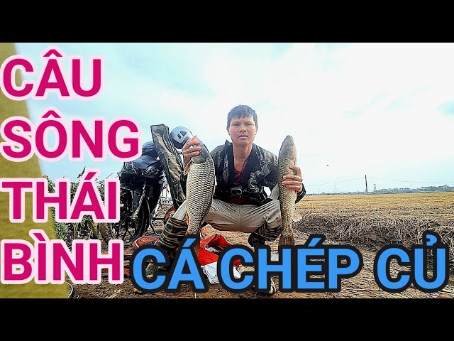 CÂU SÔNG CẠNH BÈ CÁ CHẠM ĐÀN CÁ CHÉP CỦ#câucásông#fishing