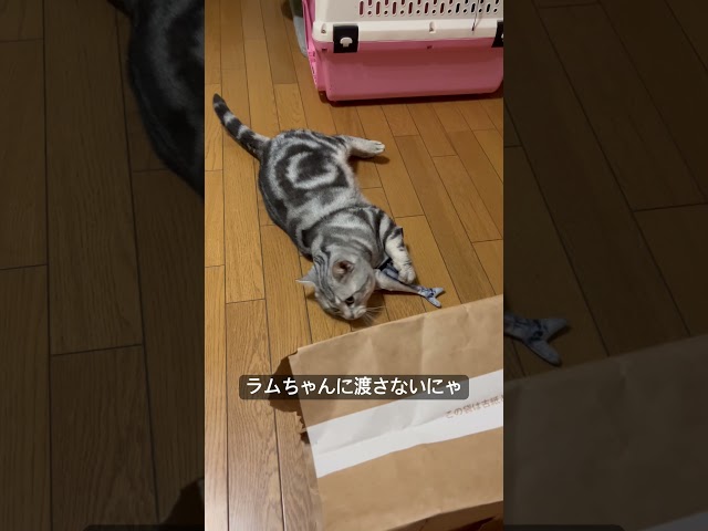 お魚大好きにゃ。ラムちゃんに渡さないにゃ。#アメショ#アメリカンショートヘア#cat#cats#猫のいる暮らし#猫のいる生活