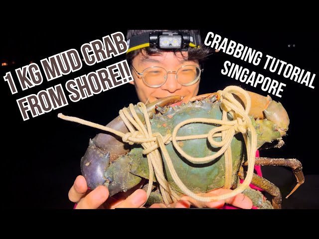 CAUGHT A 1KG MUD CRAB AT CHANGI BEACH | Crabbing Tutorial in Singapore